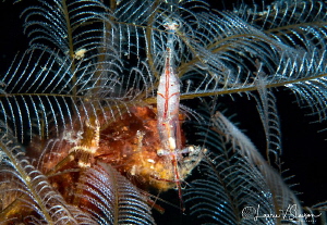 Shrimp with Eggs/Photographed with a Canon 60 mm macro le... by Laurie Slawson 